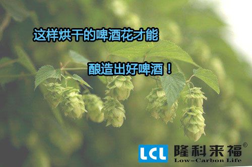 空气能热泵烘干的啤酒花才能酿造出好啤酒！